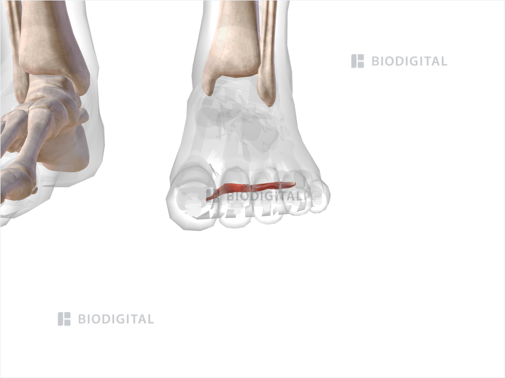 Left adductor hallucis transverse head