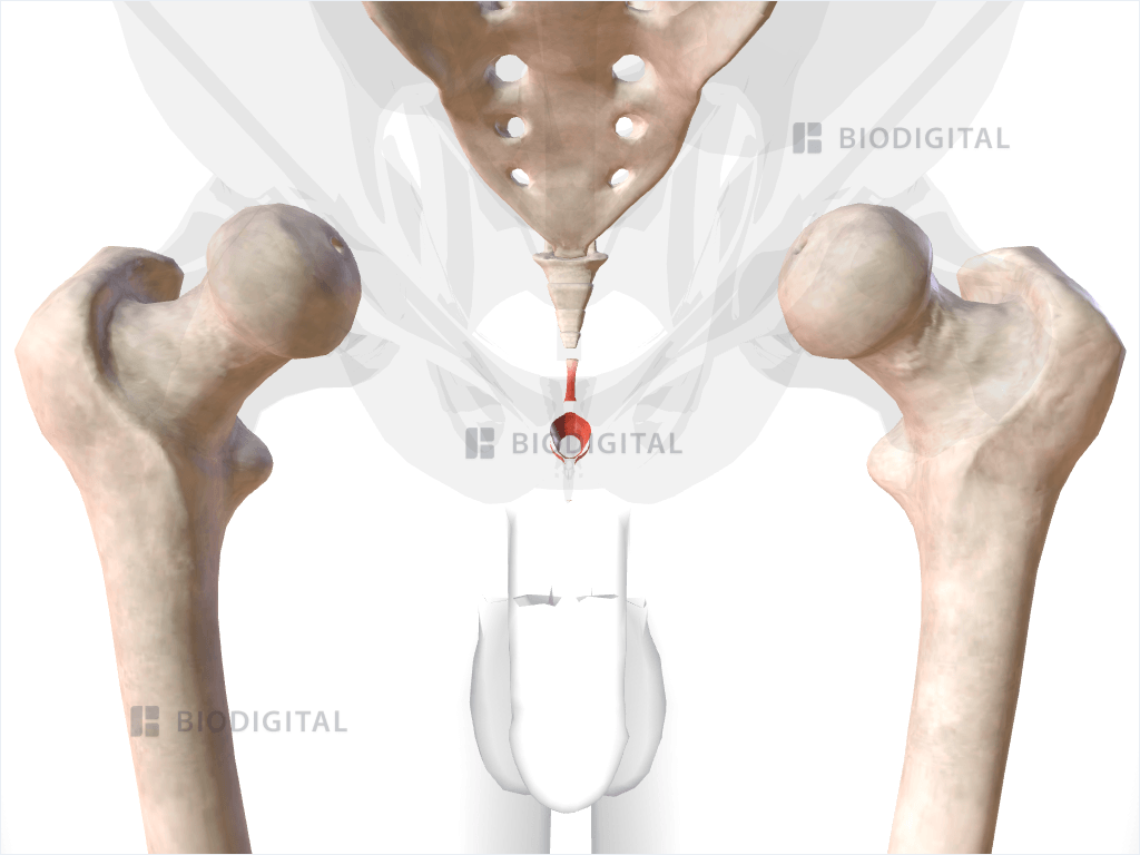 Superficial part of external anal sphincter muscle