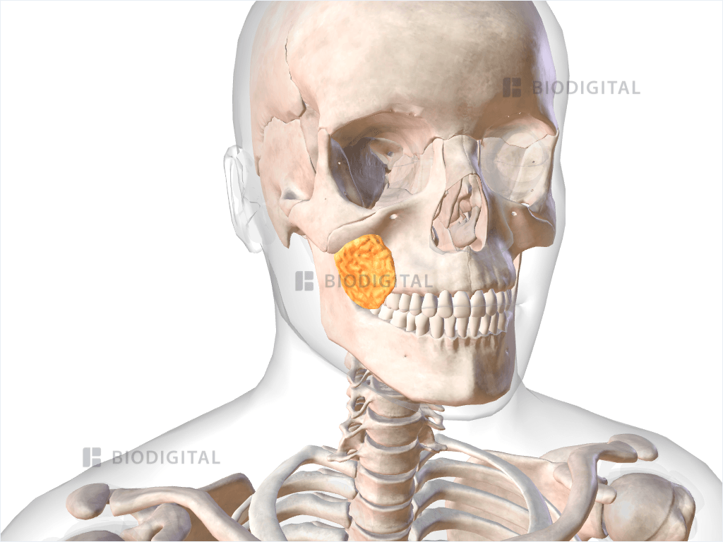 Right buccal fat pad