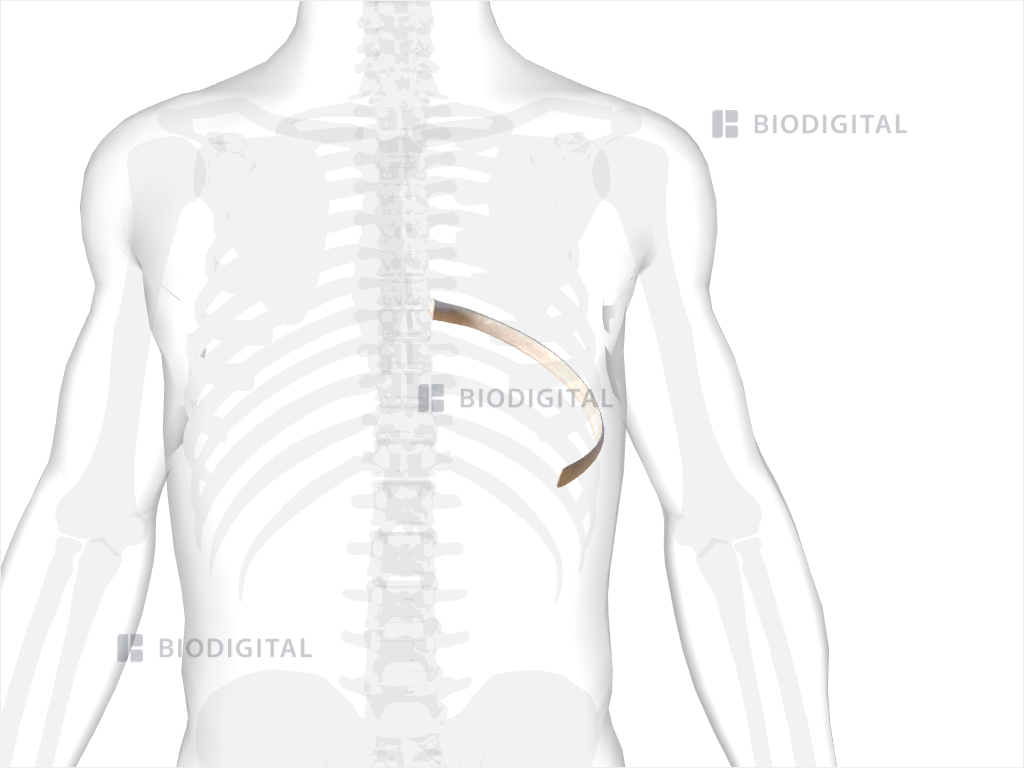 Left eighth rib