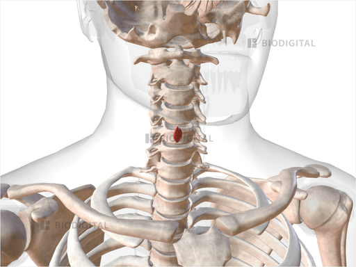 Right posterior cricoarytenoid | BioDigital Anatomy