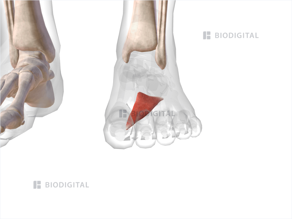 Left adductor hallucis oblique head