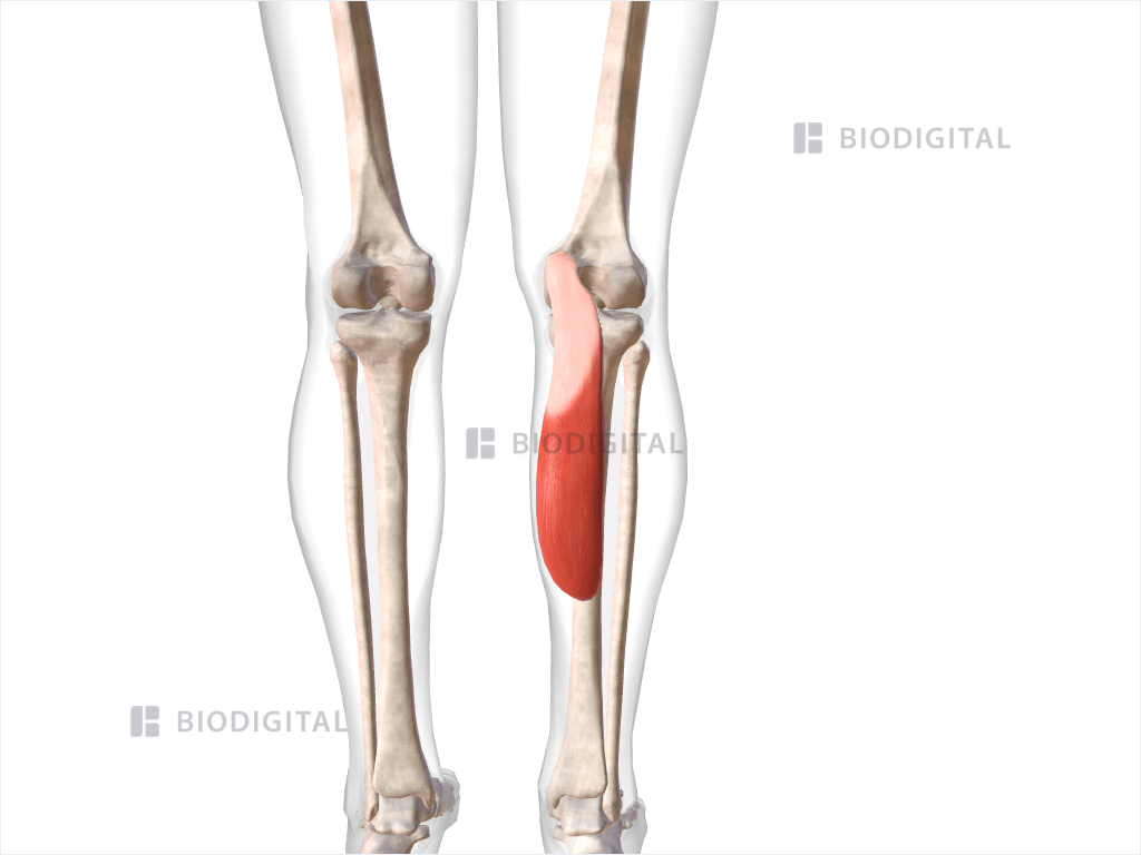 Medial head of right gastrocnemius