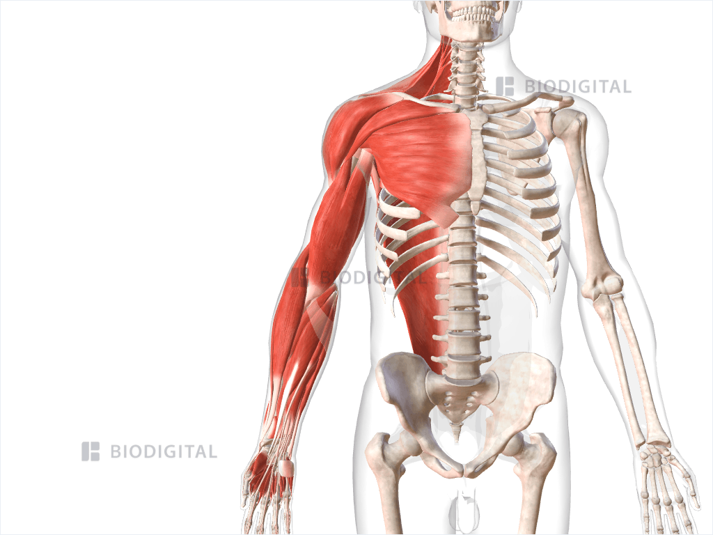 Muscles of right upper limb