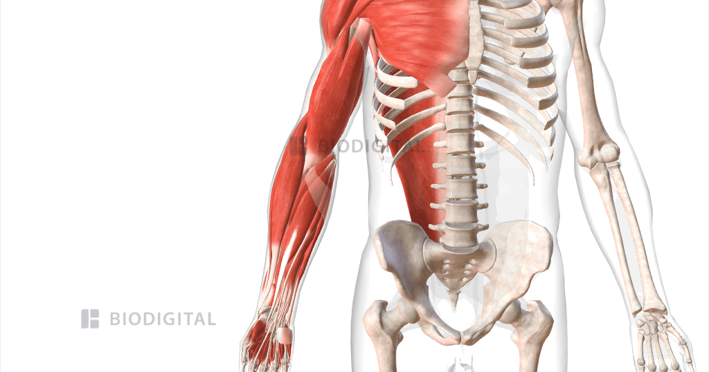 https://anatomy.biodigital.com/static/593714d569e19f035fe2a344fe973a3f/af9d1/muscles-of-right-upper-limb.png