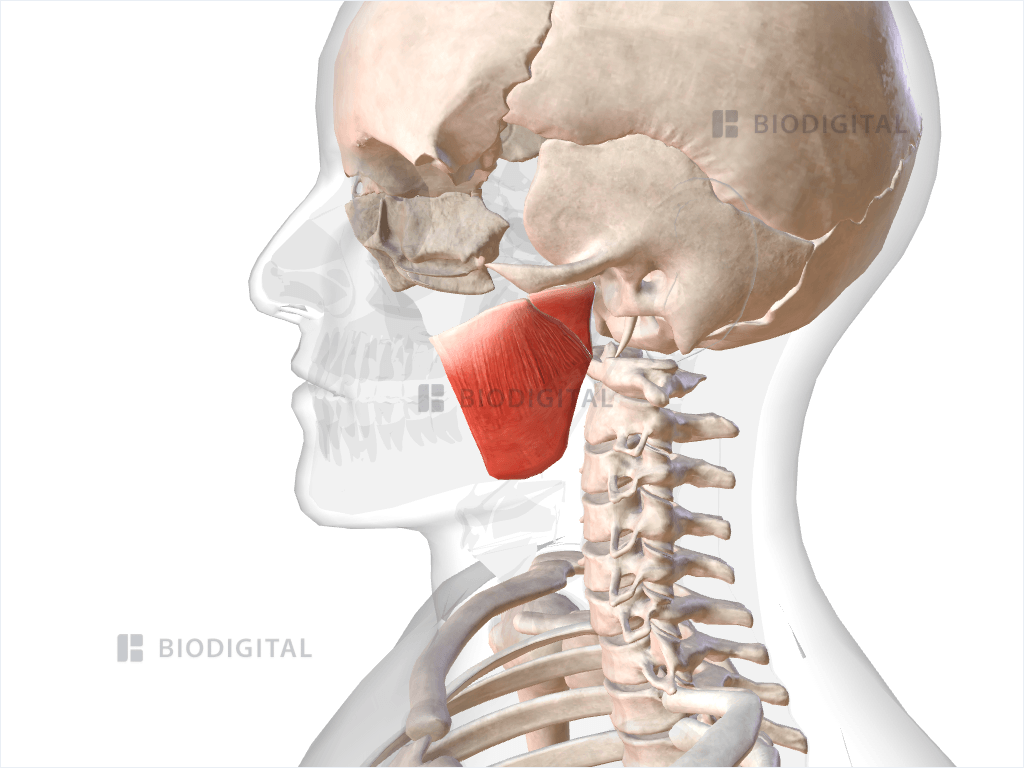 Left masseter