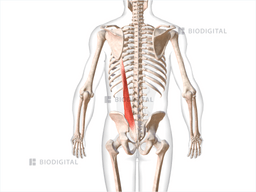 Left iliocostalis lumborum | BioDigital Anatomy