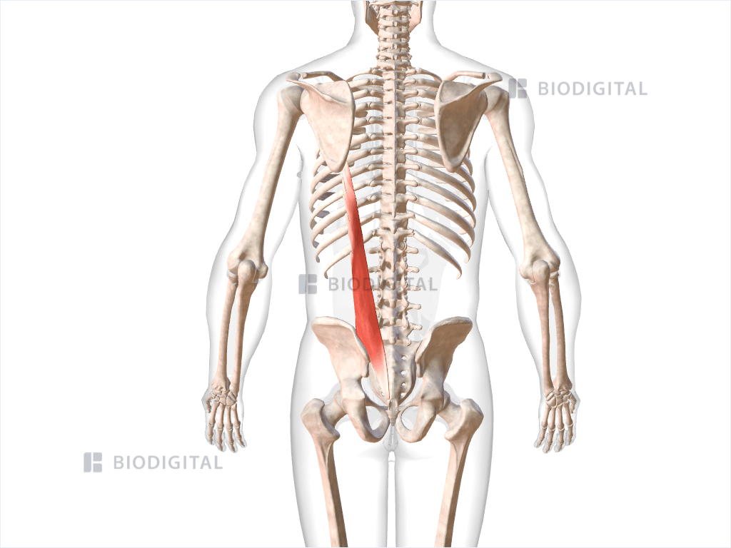 Left iliocostalis lumborum