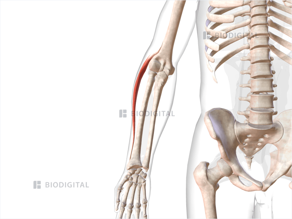 Right extensor carpi radialis longus