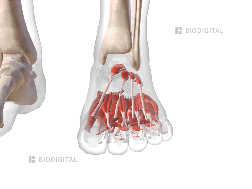 Muscles of left foot