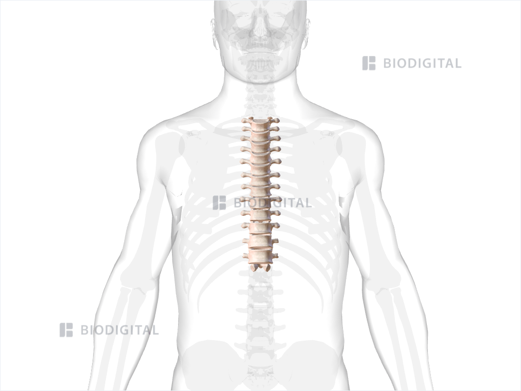 Thoracic Vertebrae BioDigital Anatomy