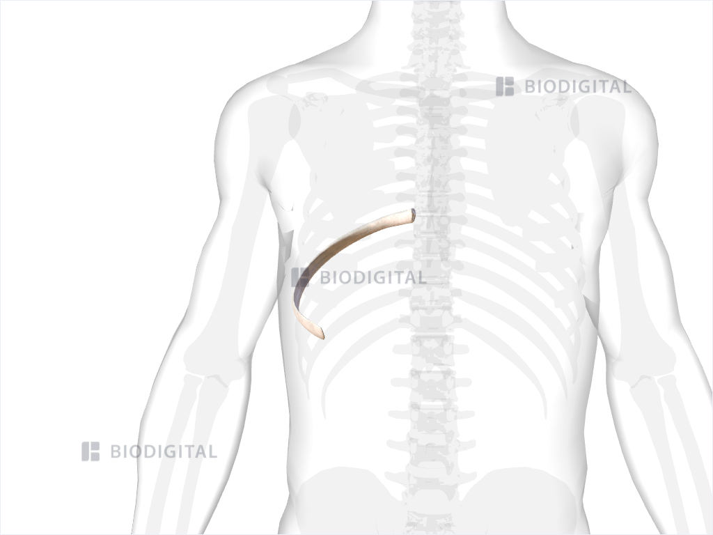 Right eighth rib