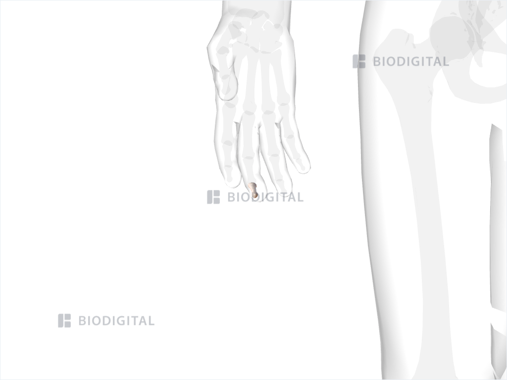 Distal phalanx of right middle finger