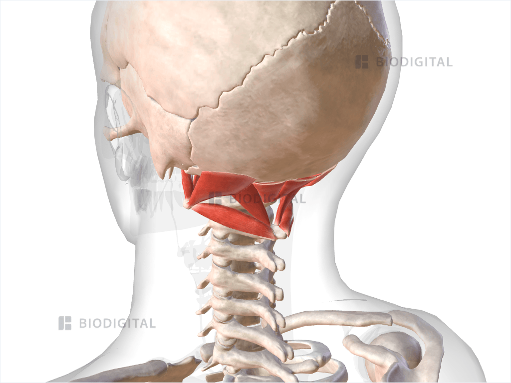 Suboccipital Muscles Biodigital Anatomy 6676