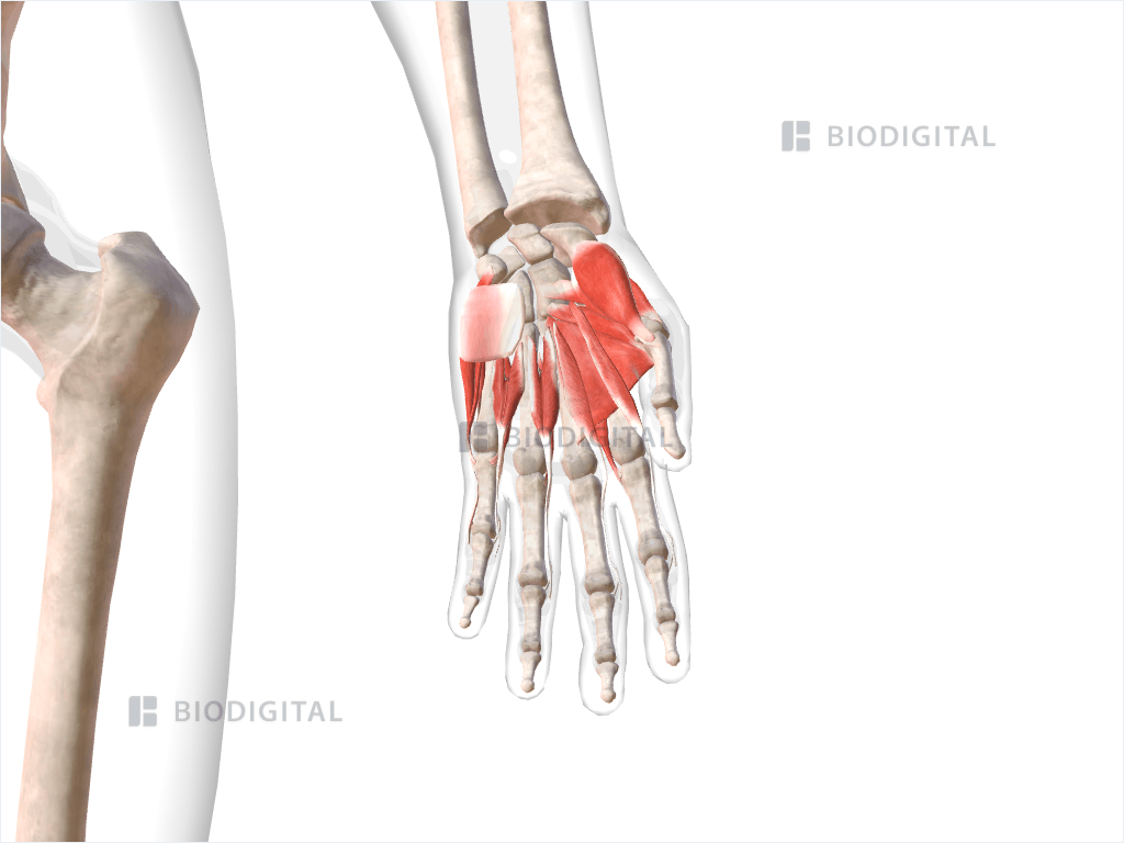 Palmar muscles of left hand