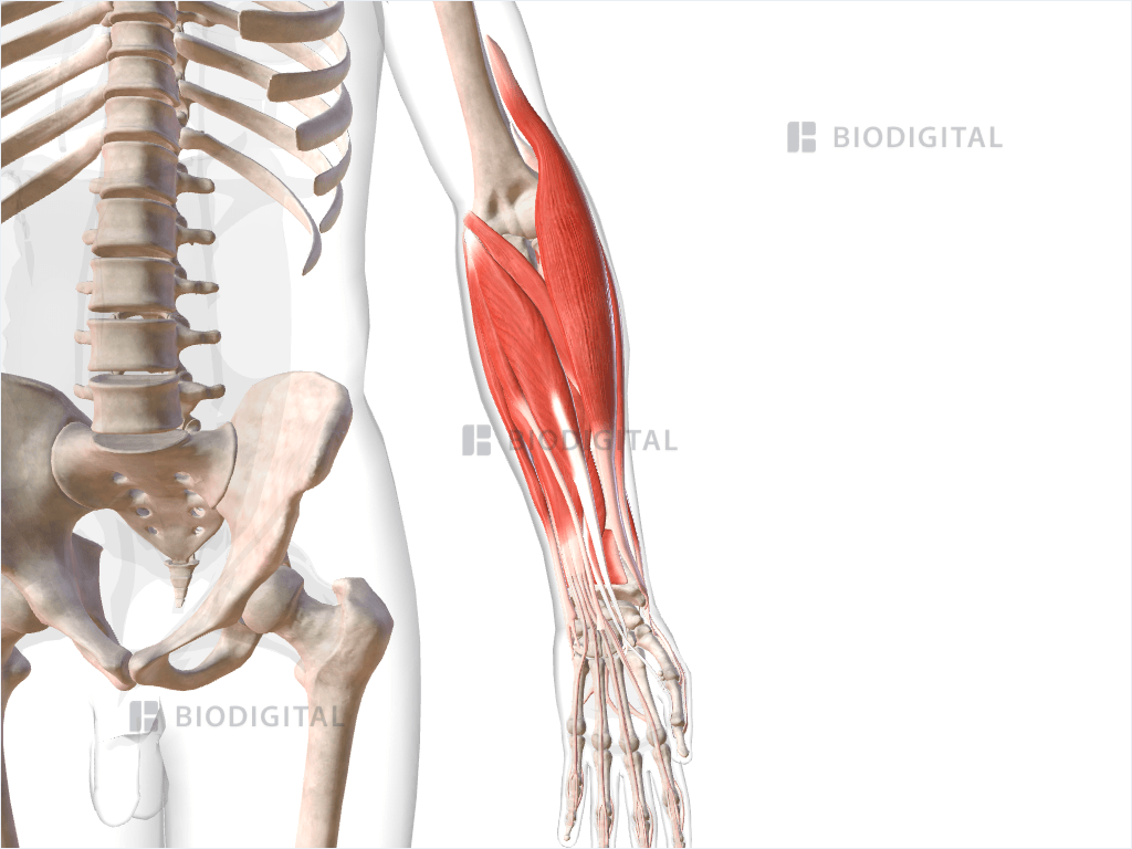 Muscles of left forearm