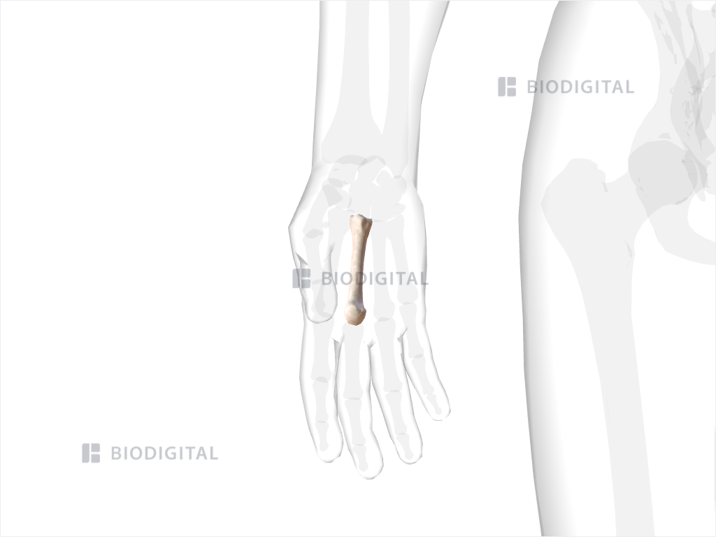 Right third metacarpal