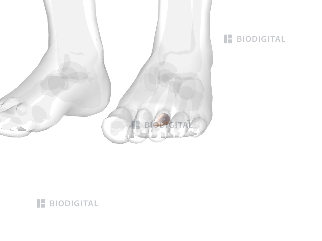 Proximal phalanx of left third toe