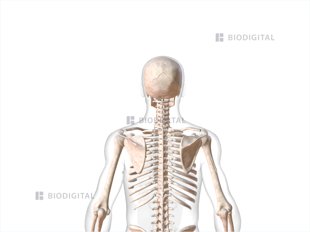 Left lateral posterior cervical intertransversarii