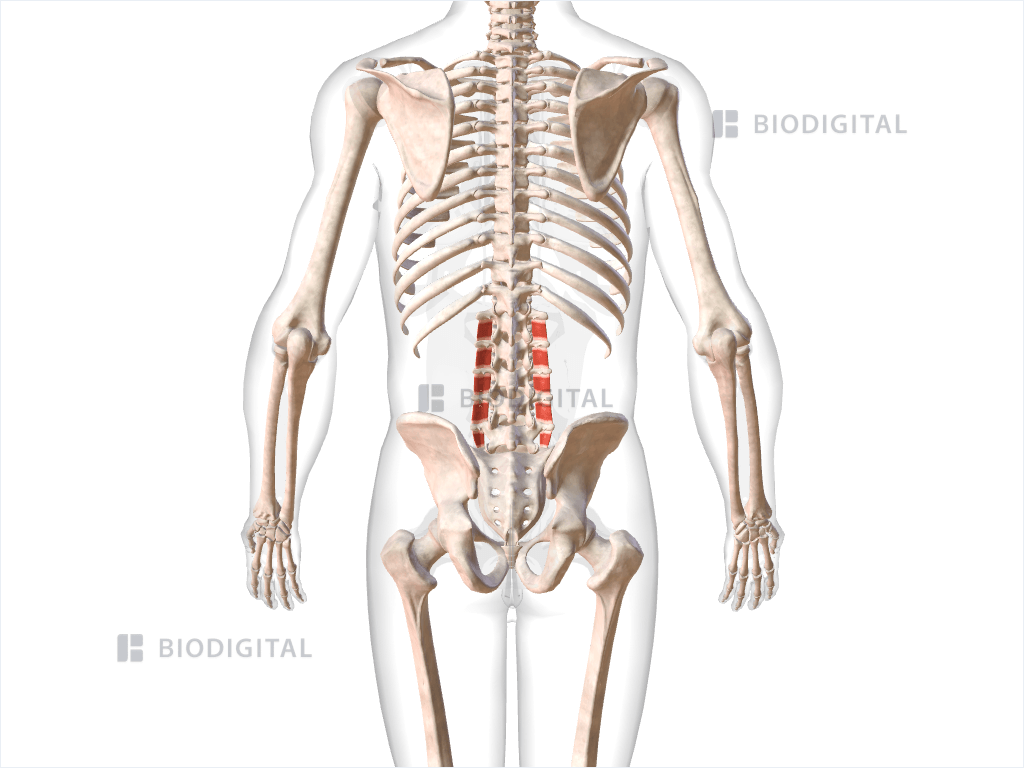 Intertransversarii laterales lumborum