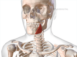 Left depressor anguli oris | BioDigital Anatomy