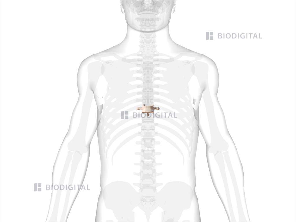 Ninth thoracic vertebra