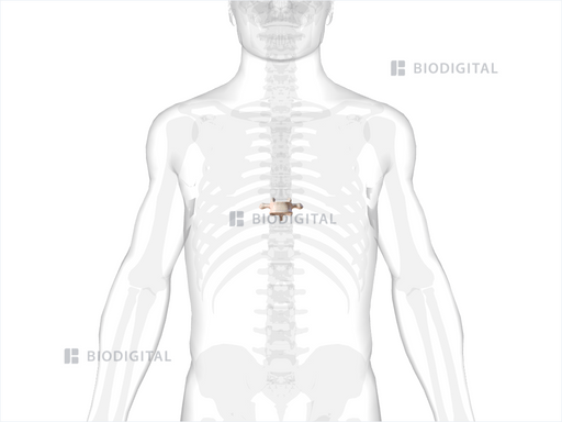 icd 10 code for closed fracture of ninth thoracic vertebra