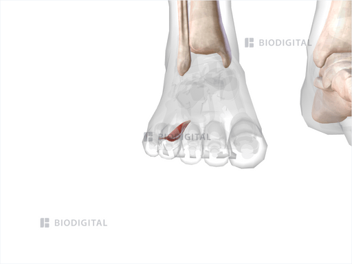 Fourth lumbrical muscle of right foot | BioDigital Anatomy