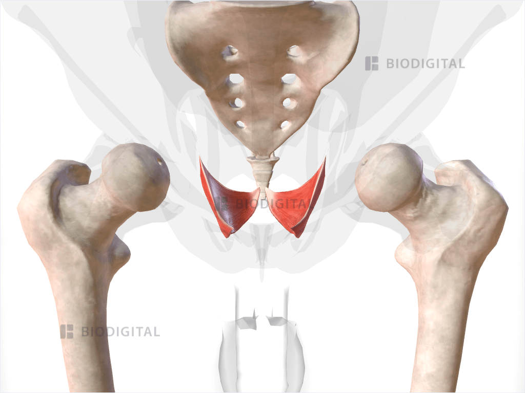 Iliococcygeus