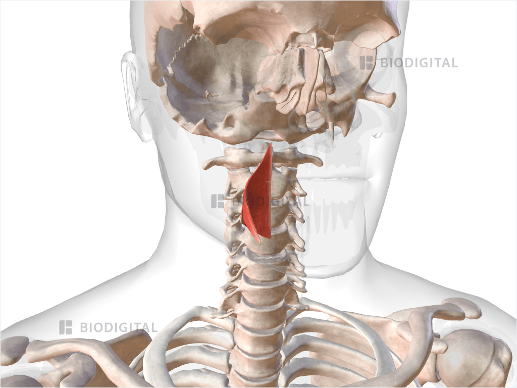 Right middle pharyngeal constrictor