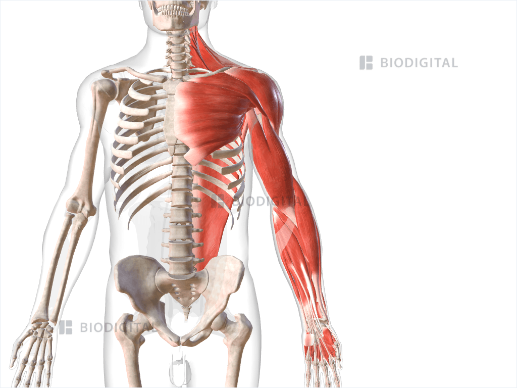 Muscles of left upper limb