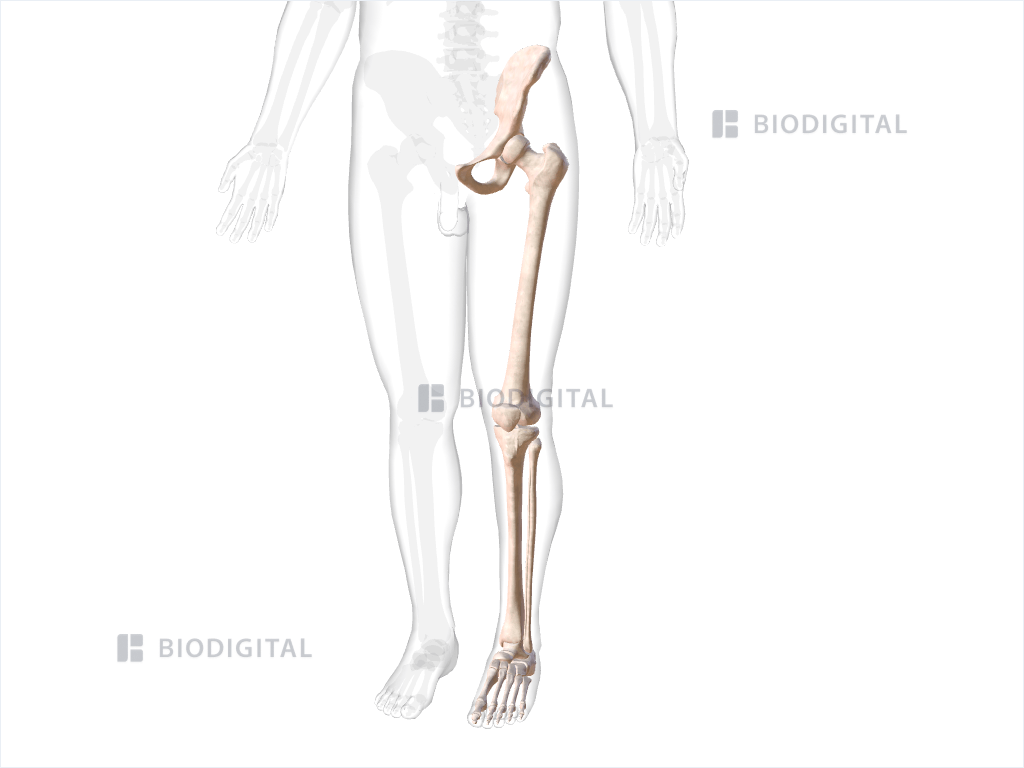 Bones of left lower limb