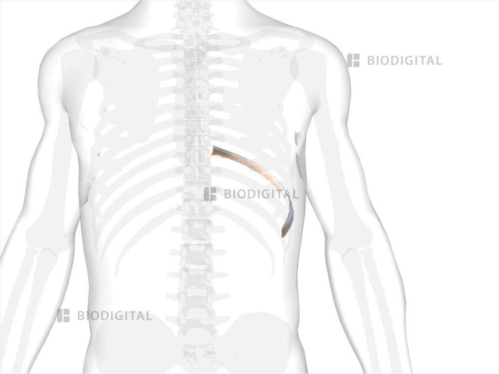 Left ninth rib