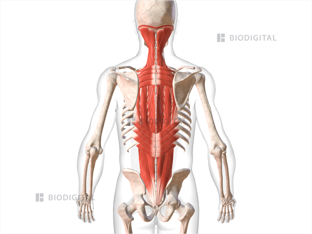 Muscles of back  BioDigital Anatomy