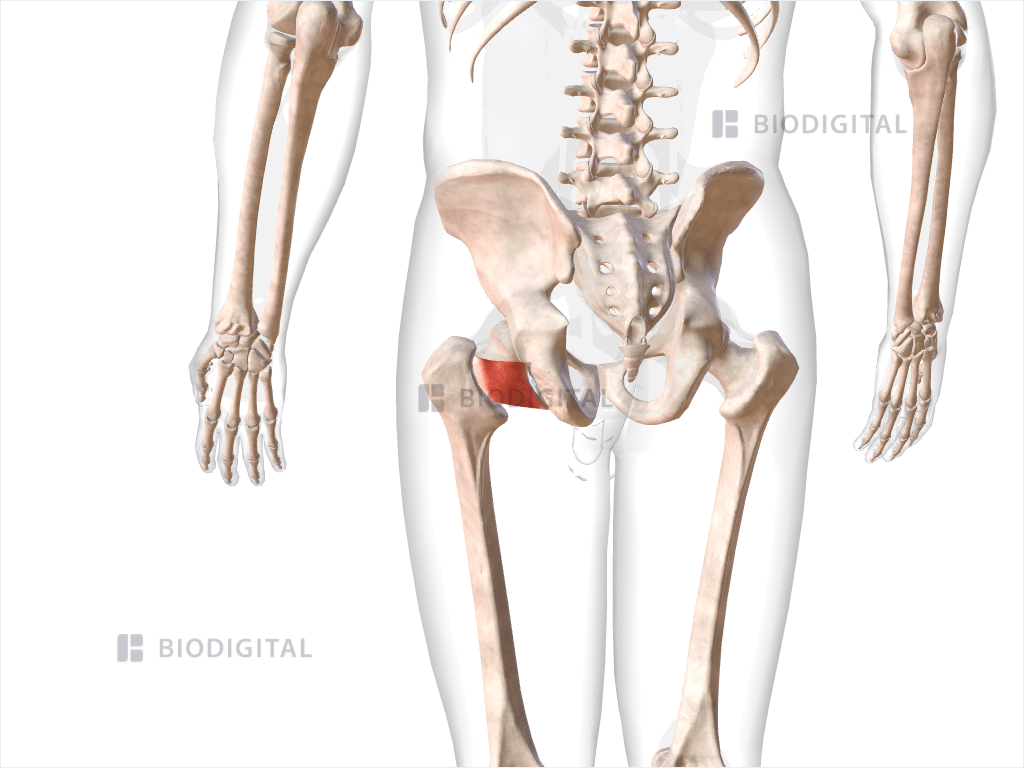 Left quadratus femoris