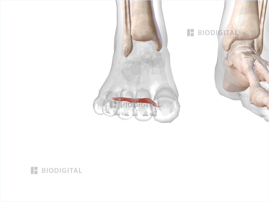 Right adductor hallucis transverse head