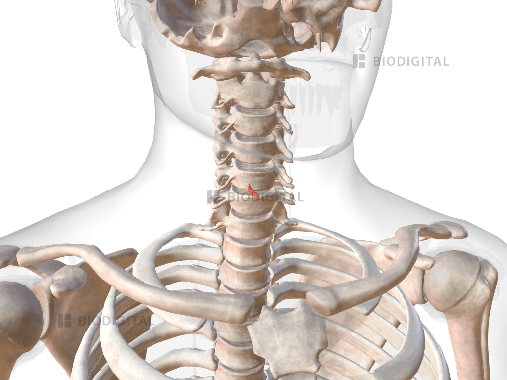 Right oblique part of cricothyroid