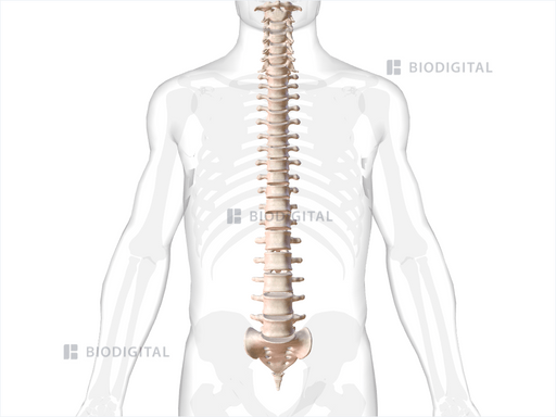 Vertebral Column Biodigital Anatomy Vertebral Column Biodigital Anatomy
