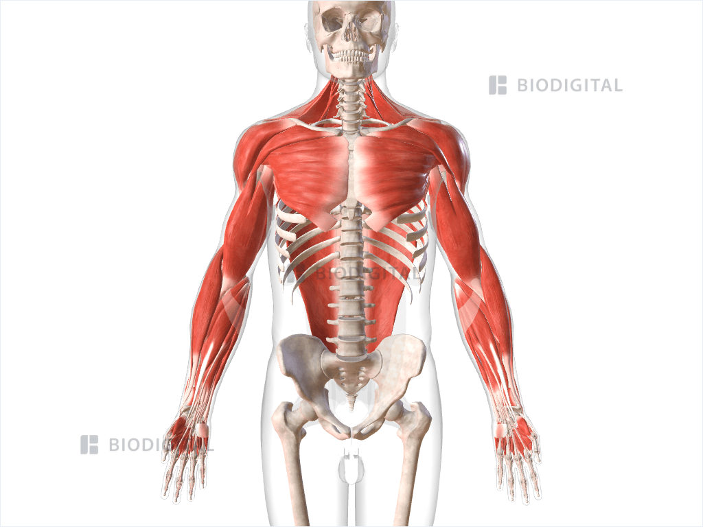 Muscles of upper limb