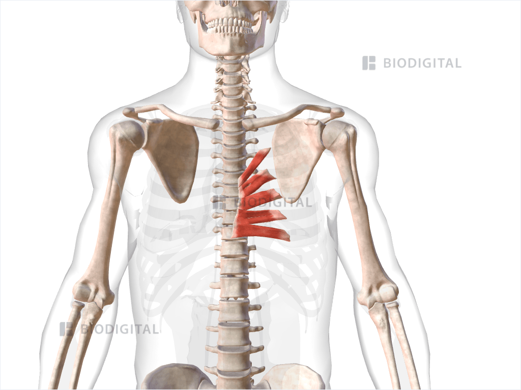 Left transversus thoracis