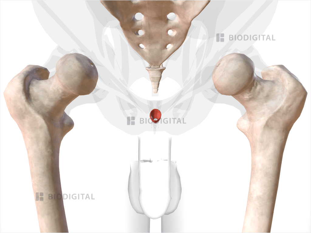 Conjoined longitudinal anal sphincter