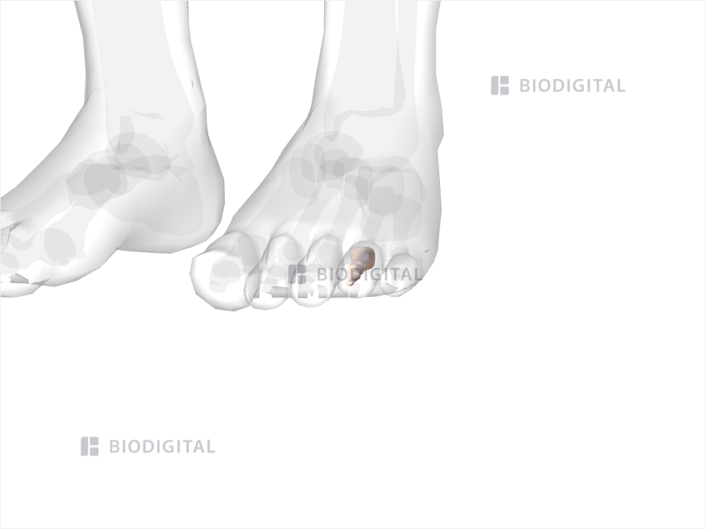 Phalanges of left fourth toe