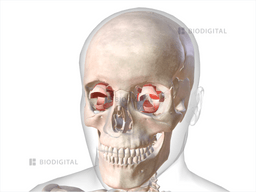 Extraocular muscles of eye | BioDigital Anatomy