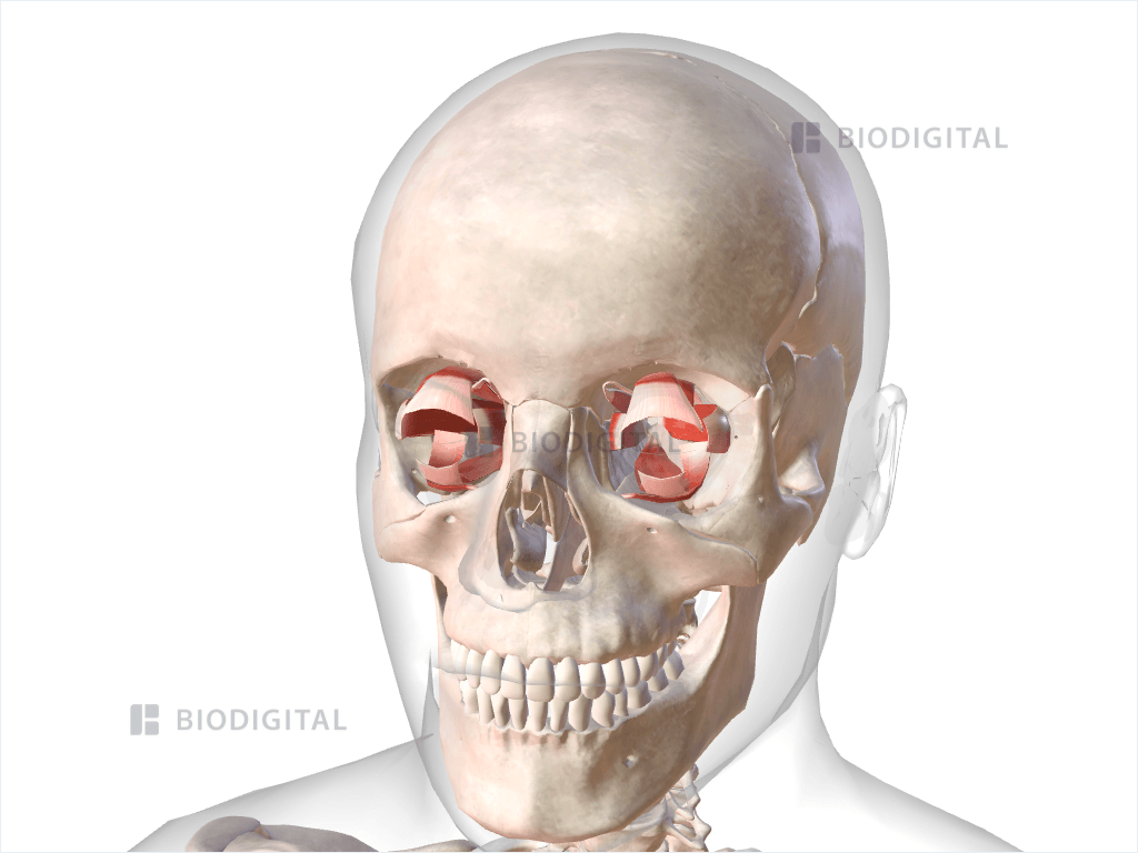 Extraocular muscles of eye