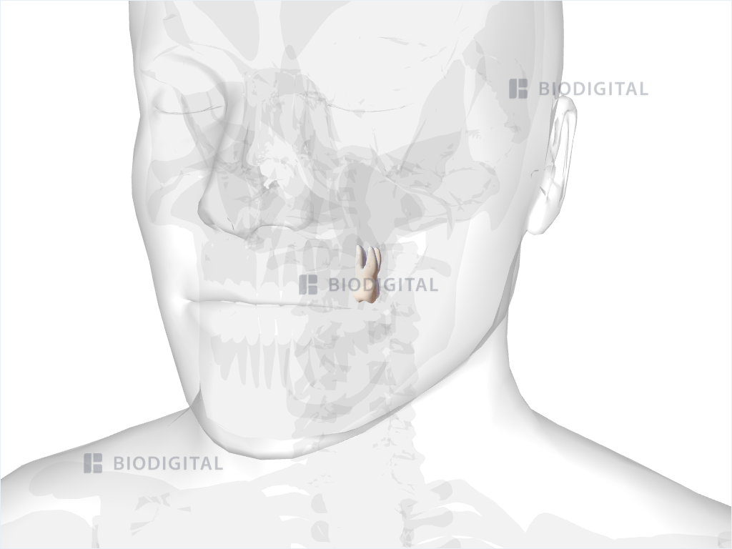 Left maxillary second molar