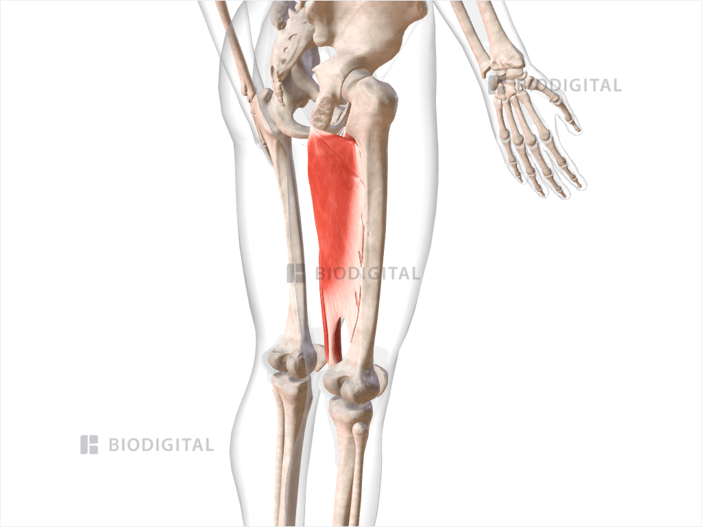 Medial compartment muscles of right thigh