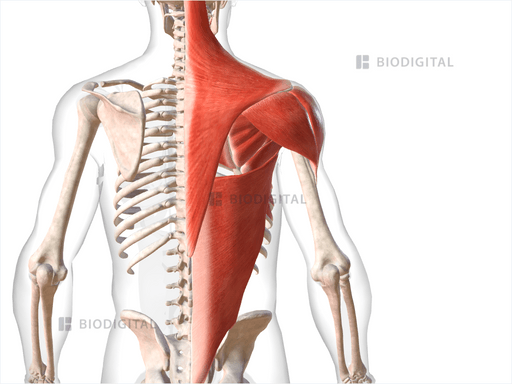 Muscles of right shoulder | BioDigital Anatomy