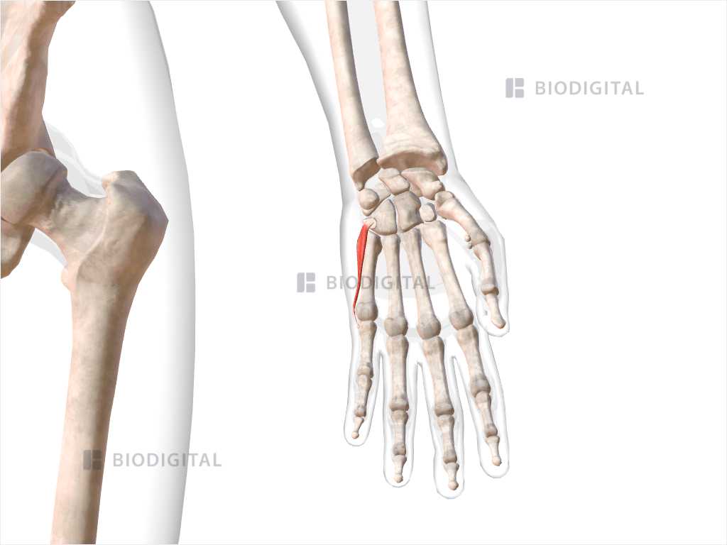 Left flexor digiti minimi brevis of hand