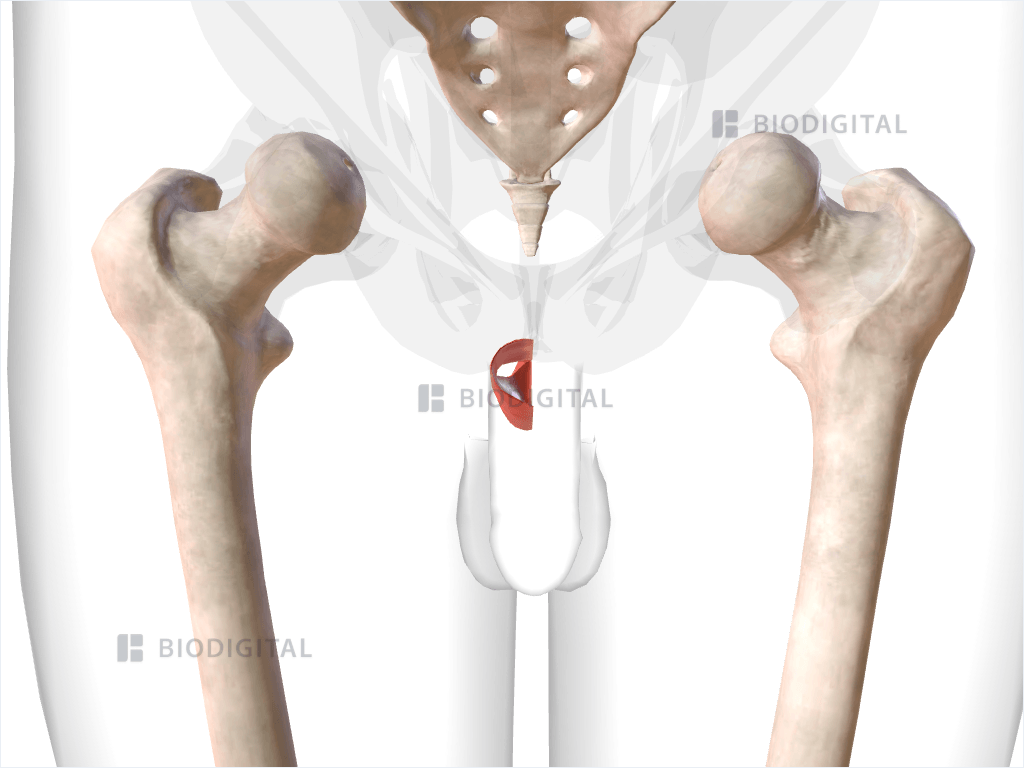 Left bulbospongiosus muscle