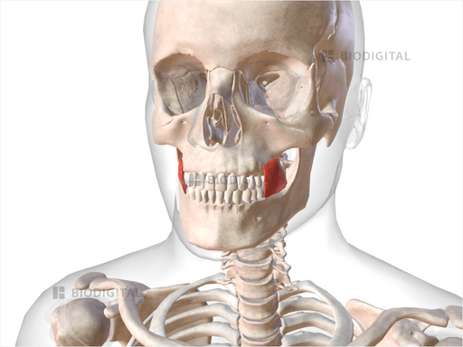 Buccinator | BioDigital Anatomy